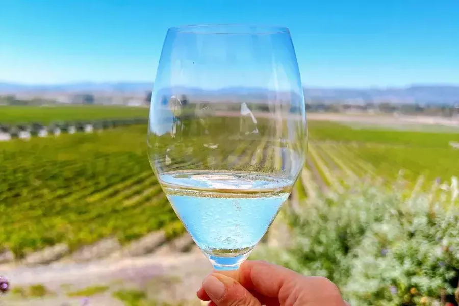 Un verre de vin tenu dans un vignoble de Sonoma.