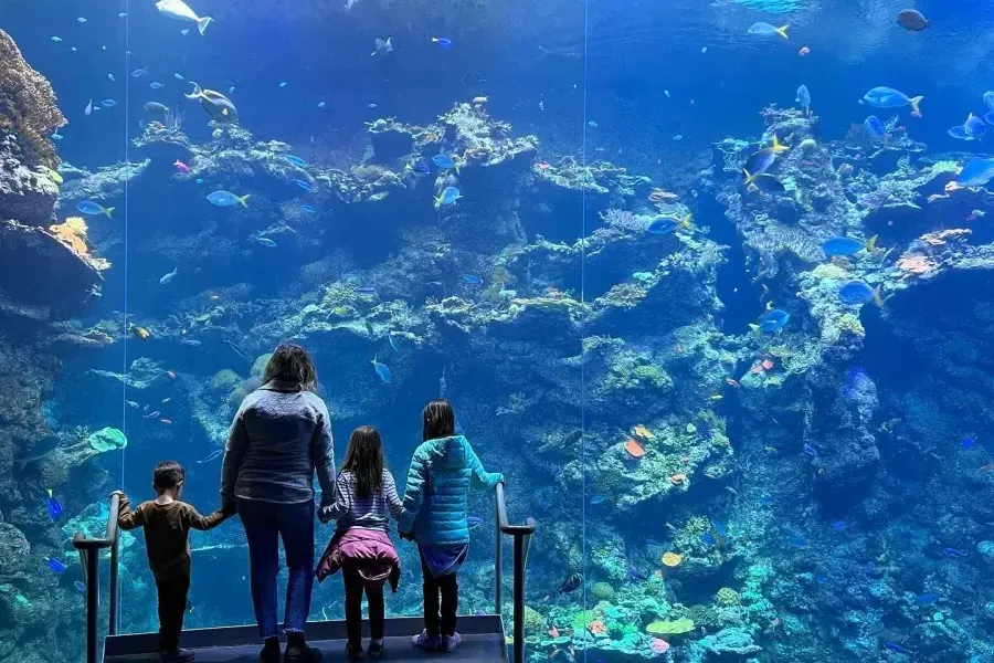 有海湾水族馆的家庭